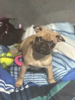 Frug female puppy, a female French Bulldog and Pug for sale in Bellingham, WA – Photo 6 of 10