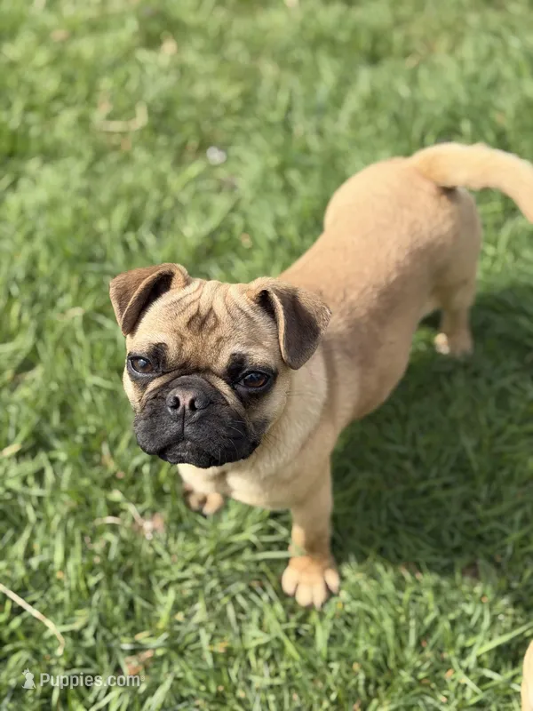 Frug female puppy – French Bulldog, Pug puppy for sale in Bellingham, WA