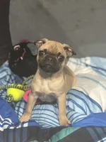 Frug female puppy, a female French Bulldog and Pug for sale in Bellingham, WA – Photo 7 of 10