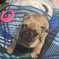 Frug female puppy, a female French Bulldog and Pug for sale in Bellingham, WA – Photo 5 of 8