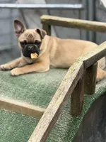 Frug female puppy, a female French Bulldog and Pug for sale in Bellingham, WA – Photo 2 of 8