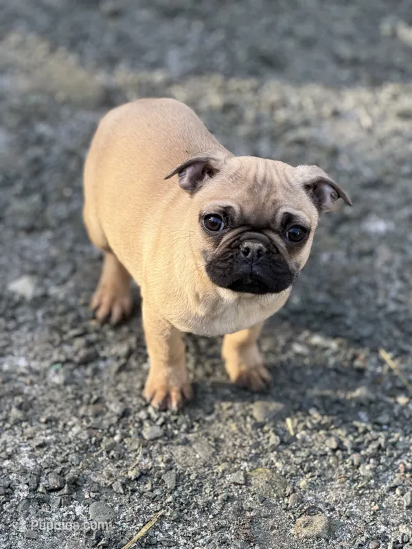 Frug female puppy