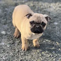 Frug female puppy, a female French Bulldog and Pug for sale in Bellingham, WA – Photo 3 of 8