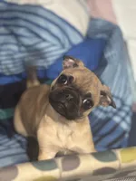 Frug female puppy, a female French Bulldog and Pug for sale in Bellingham, WA – Photo 2 of 10