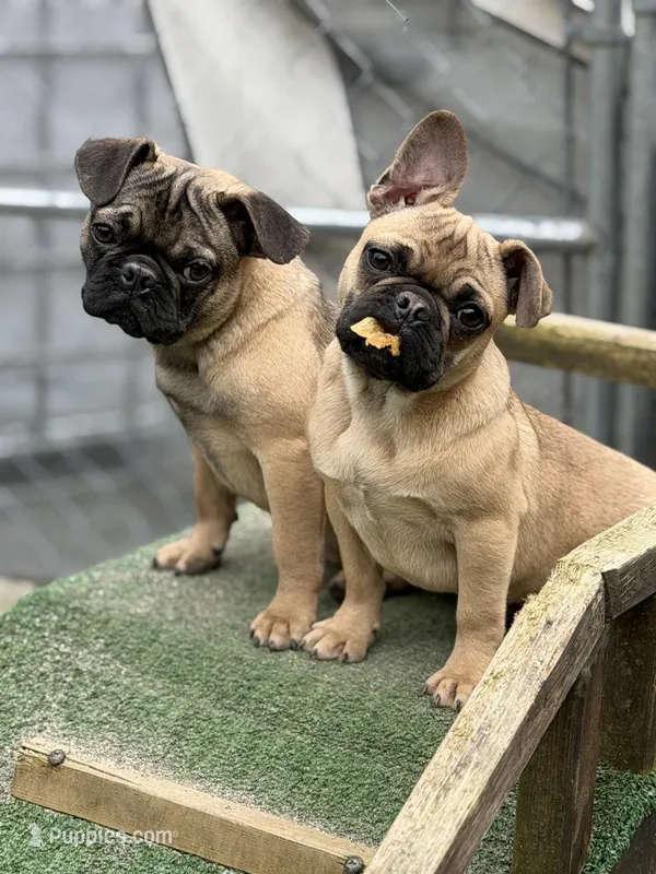 Frug female puppy – French Bulldog, Pug puppy for sale in Bellingham, WA