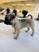 Gigi, a female French Bulldog and Pug for sale in Bellingham, WA – Photo 7 of 7