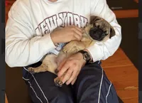 Gigi, a female French Bulldog and Pug for sale in Bellingham, WA – Photo 2 of 7