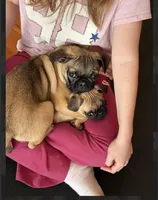 Gigi, a female French Bulldog and Pug for sale in Bellingham, WA – Photo 4 of 7
