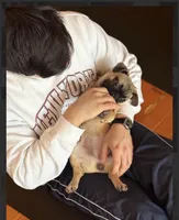 Gigi, a female French Bulldog and Pug for sale in Bellingham, WA – Photo 3 of 7