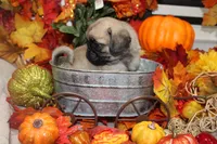 Philly Male Teddy bear pug, a male Pug for sale in Bellingham, WA – 9 of 9