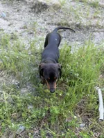Mr weenie , a male Dachshund for sale in Bellingham, WA – 6 of 7