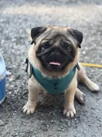 Teddy bear Pug Female # 1, a female Pug for sale in Bellingham, WA – 8 of 8