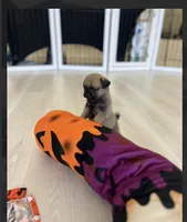 Female Teddy Bear Paris, a female Pug for sale in Bellingham, WA – 4 of 10