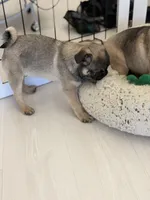 Alfie sable male , a male Pug for sale in Bellingham, WA – Photo 2 of 10