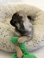 Alfie sable male , a male Pug for sale in Bellingham, WA – Photo 5 of 10