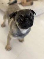 Alfie sable male , a male Pug for sale in Bellingham, WA – Photo 4 of 10