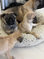 Alfie sable male , a male Pug for sale in Bellingham, WA – Photo 7 of 10