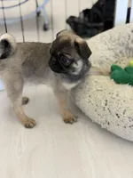 Alfie sable male , a male Pug for sale in Bellingham, WA – Photo 1 of 10