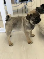 Alfie sable male , a male Pug for sale in Bellingham, WA – Photo 3 of 10