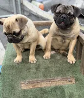 Max, a male French Bulldog and Pug for sale in Bellingham, WA – 10 of 10