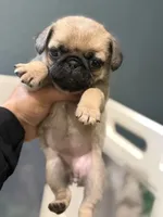 Tokyo, a female Pug for sale in Bellingham, WA – 7 of 9