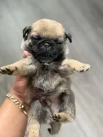 Male MAX , a male Pug for sale in Bellingham, WA – 4 of 6