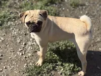 Nora, a female Pug for sale in Bellingham, WA – 10 of 10