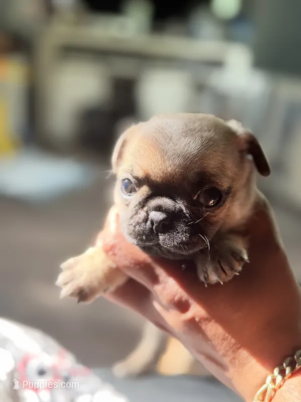 Carmen – Pug puppy for sale in Bellingham, WA