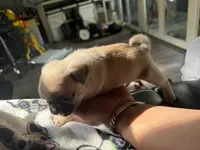 Carmen, a female Pug for sale in Bellingham, WA – 7 of 8