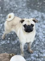 Nora, a female Pug for sale in Bellingham, WA – Photo 5 of 6