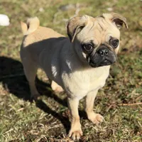 Nora, a female Pug for sale in Bellingham, WA – Photo 9 of 9