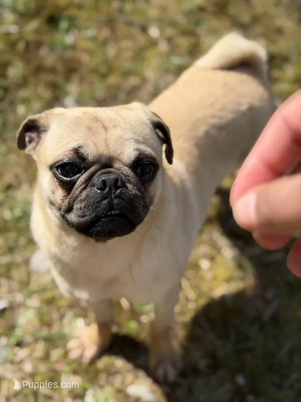 Nora – Pug puppy for sale in Bellingham, WA