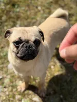 Nora, a female Pug for sale in Bellingham, WA – Photo 2 of 9