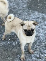 Nora, a female Pug for sale in Bellingham, WA – Photo 6 of 6