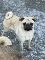 Nora, a female Pug for sale in Bellingham, WA – Photo 4 of 6