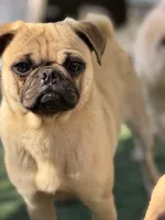 Nora, a female Pug for sale in Bellingham, WA – 7 of 8