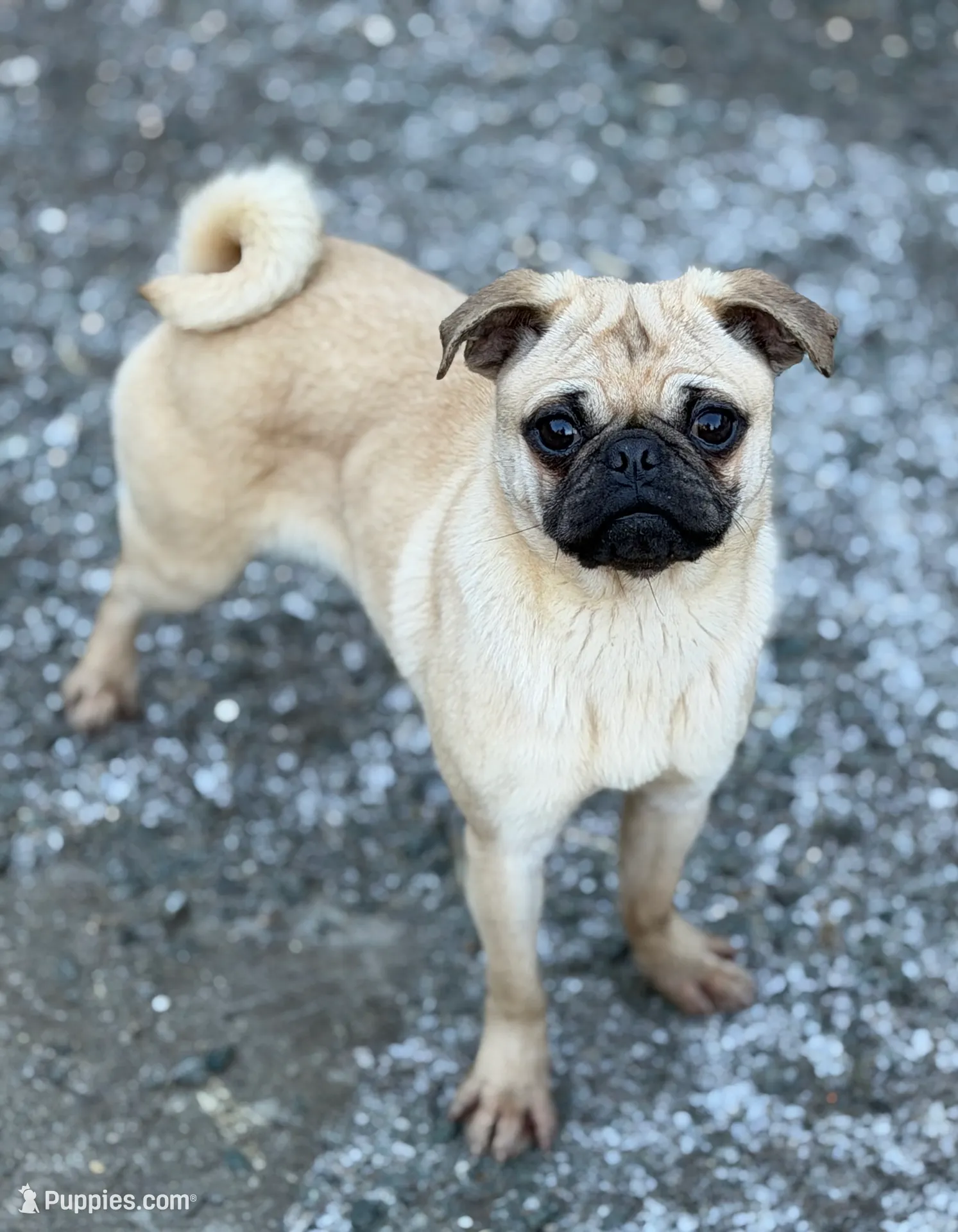 Nora, a female Pug for sale in Bellingham, WA – Photo 2 of 6