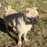 Nora, a female Pug for sale in Bellingham, WA – Photo 5 of 9