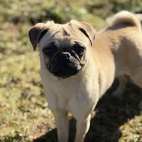 Nora, a female Pug for sale in Bellingham, WA – Photo 1 of 9