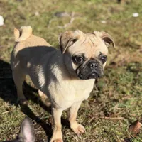 Nora, a female Pug for sale in Bellingham, WA – Photo 4 of 9