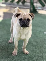 Nora, a female Pug for sale in Bellingham, WA – 8 of 8
