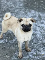 Nora, a female Pug for sale in Bellingham, WA – Photo 3 of 6