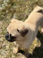 Nora, a female Pug for sale in Bellingham, WA – Photo 3 of 9