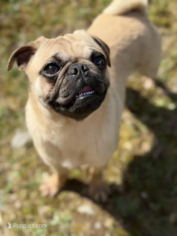 Nora – Pug puppy for sale in Bellingham, WA