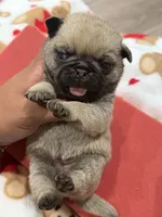 Female # 2 ROMA, a female Pug for sale in Bellingham, WA – 3 of 10