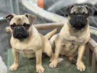 Max, a male French Bulldog and Pug for sale in Bellingham, WA – 2 of 10