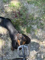 Mr weenie , a male Dachshund for sale in Bellingham, WA – 2 of 7