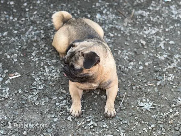 Frug male Migos – French Bulldog, Pug puppy for sale in Bellingham, WA