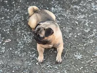 Frug male Migos, a male French Bulldog and Pug for sale in Bellingham, WA – 1 of 7