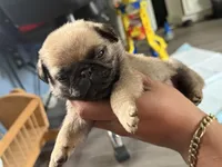 Male MAX , a male Pug for sale in Bellingham, WA – 3 of 6